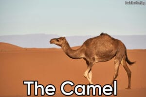 The Camel First Stage Metamorphoses