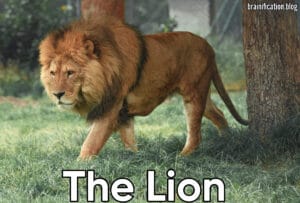 The Lion second Stage of Metamorphoses